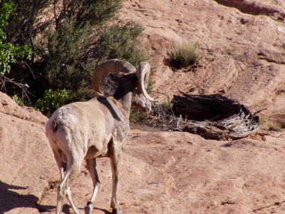 Hidden Nature- Arches National Park Bighorn